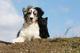 BERGER AUSTRALIEN & SCHIPPERKE 010